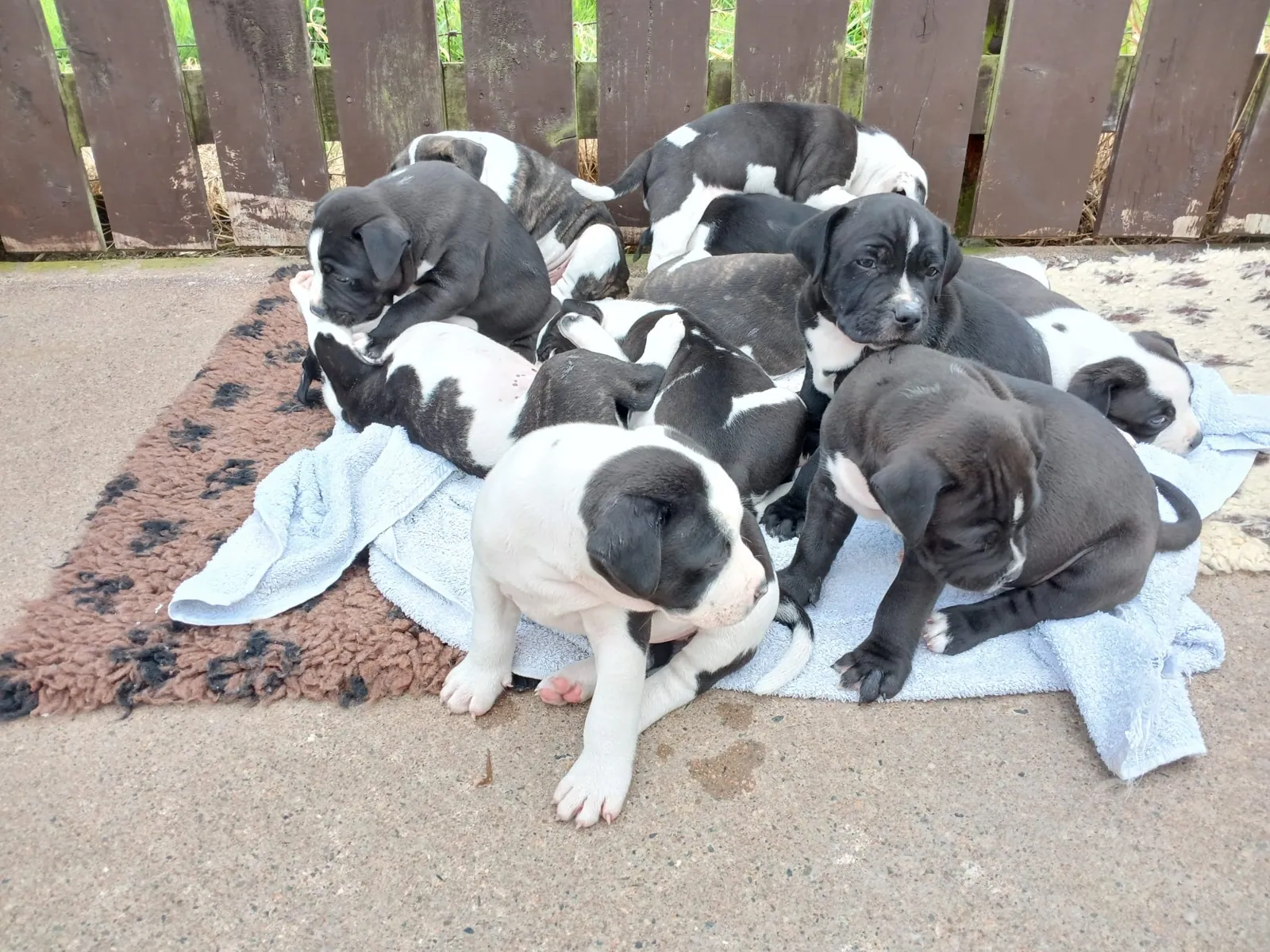 Pips marvel puppies – Photo 1 of 3