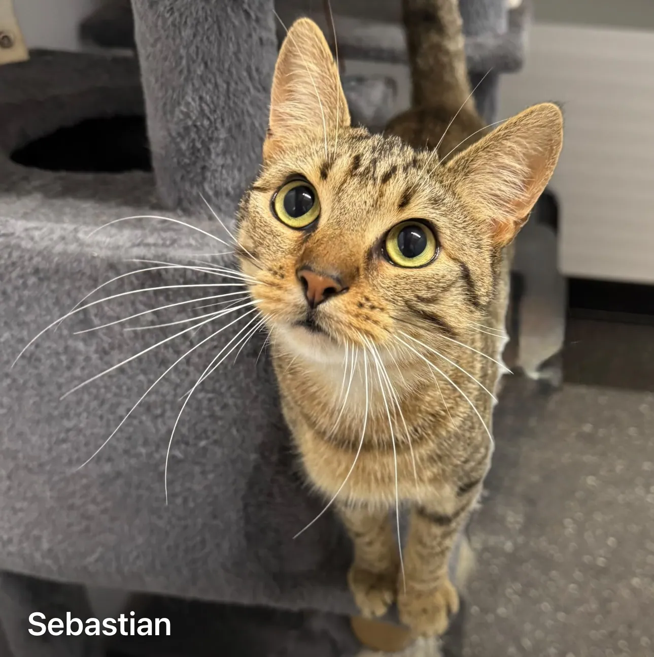 Sebastian – Photo 1 of 1