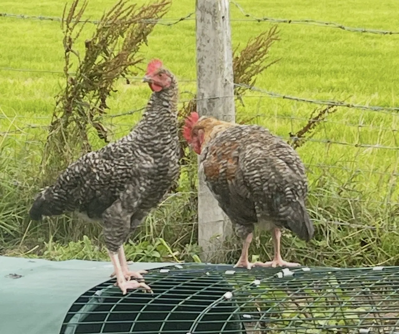 Roosters and hens – Photo 1 of 1