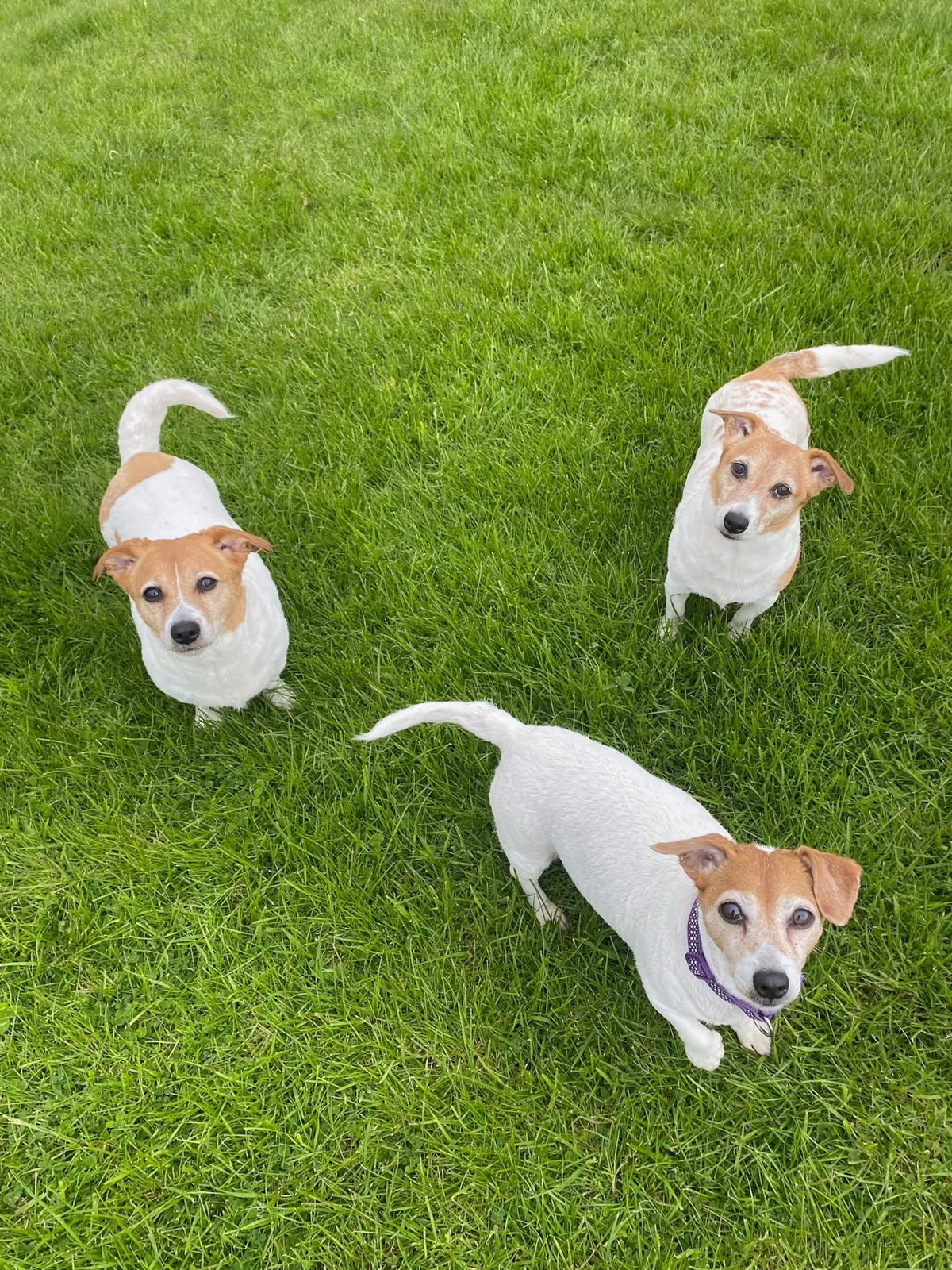 Rosie, Ruby & Rhylee – Photo 1 of 1