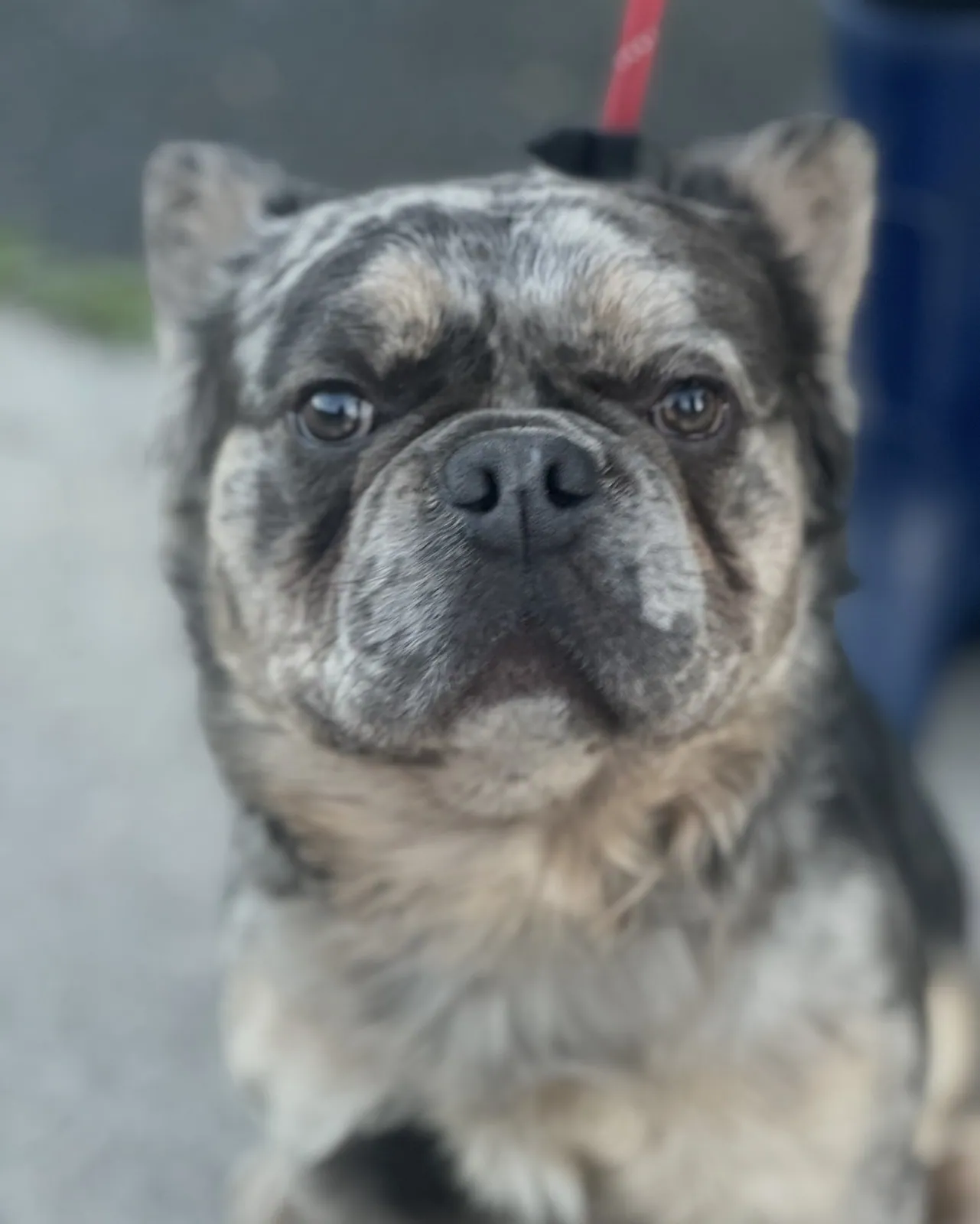 Diego – Photo 1 of 1