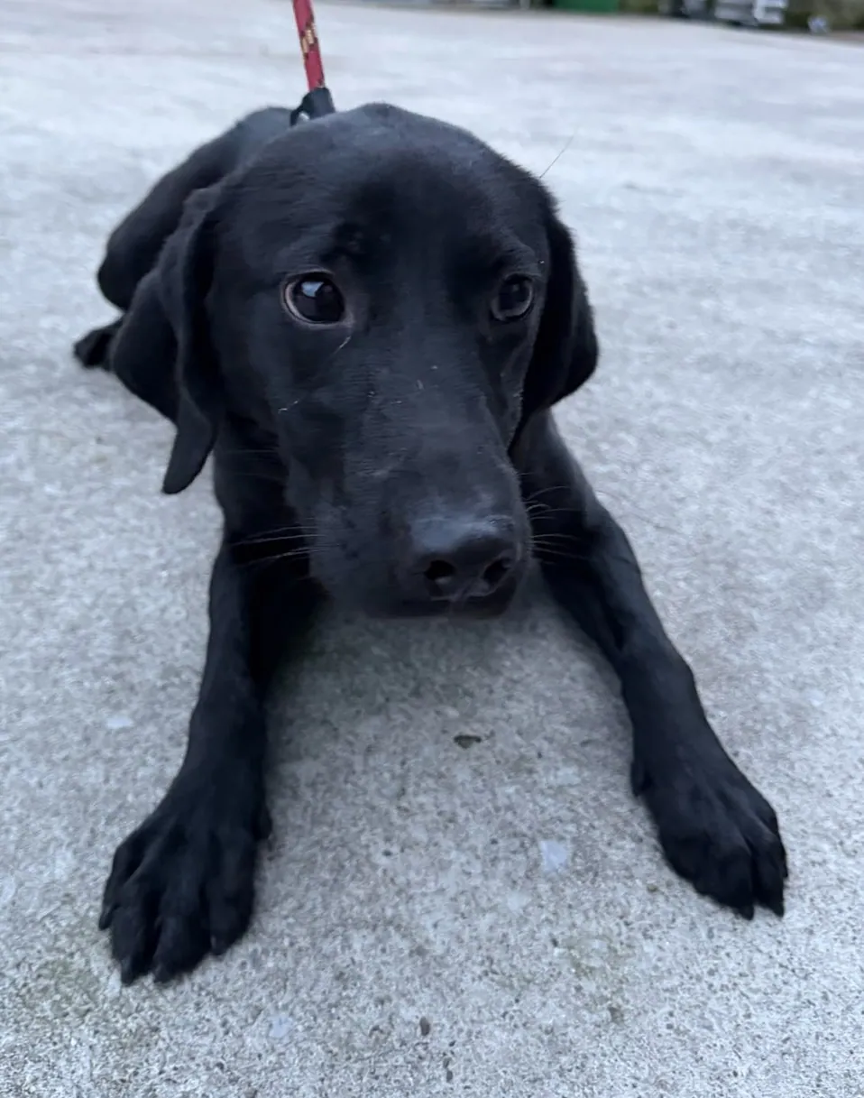 Ember – Photo 1 of 1