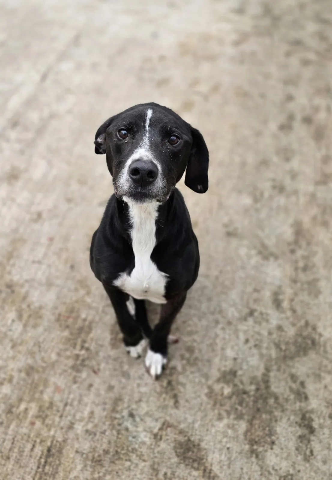 Buddy – Photo 1 of 1