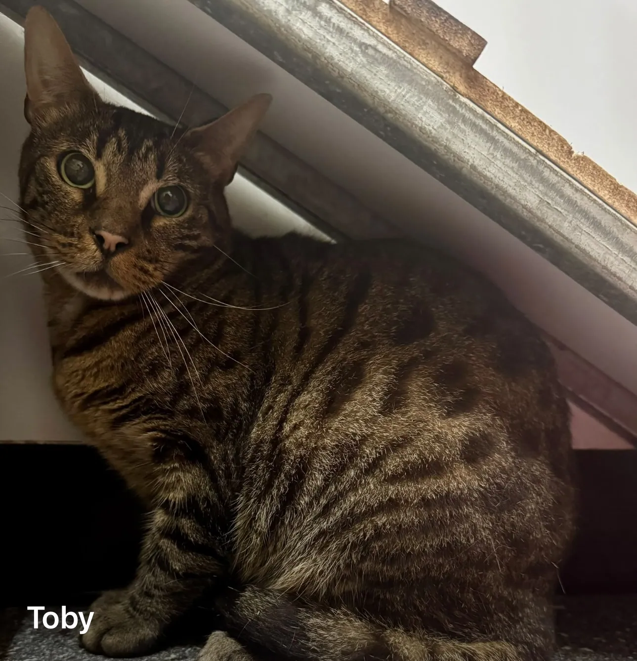 Toby – Photo 1 of 1
