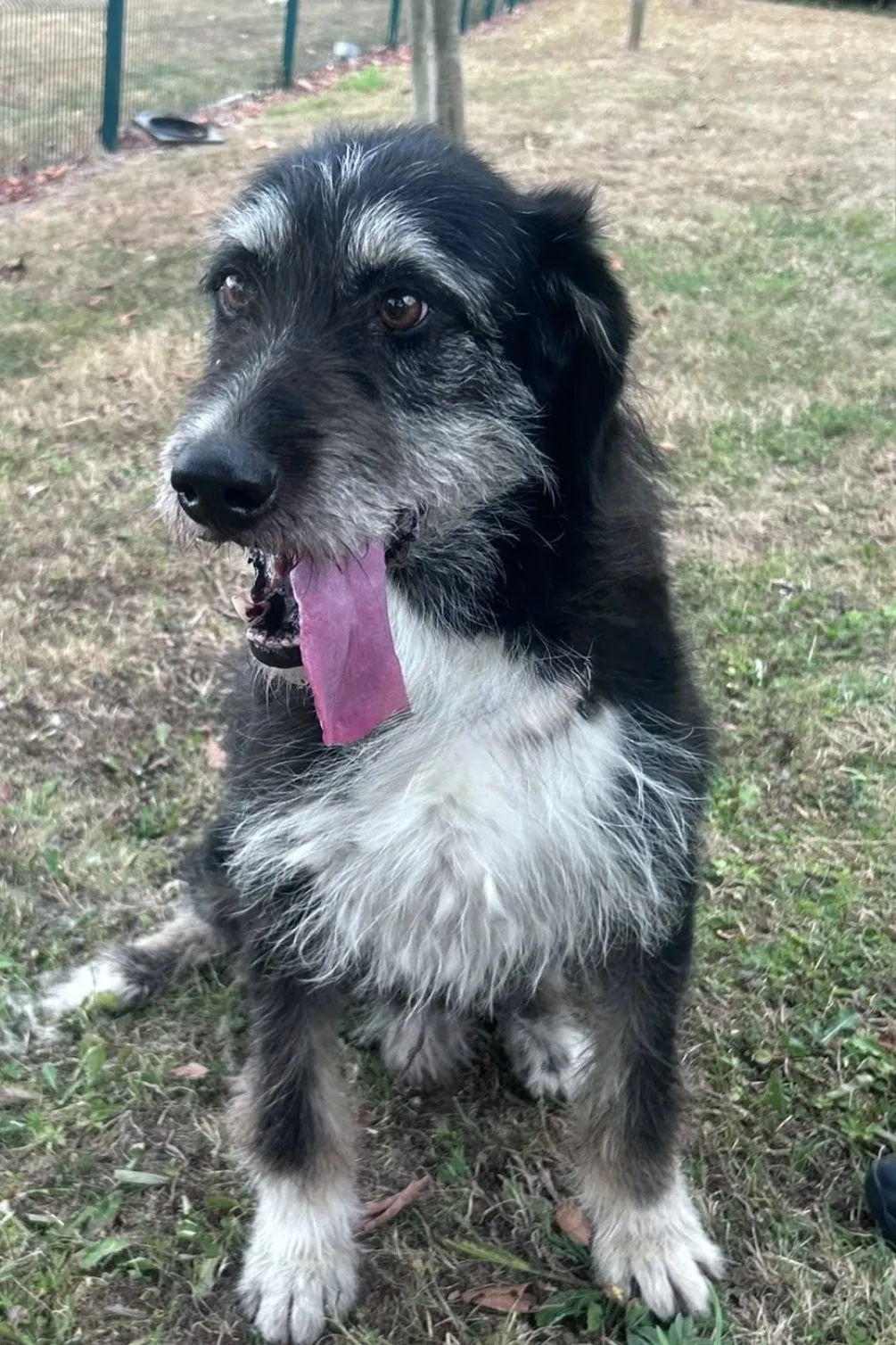 Rufus