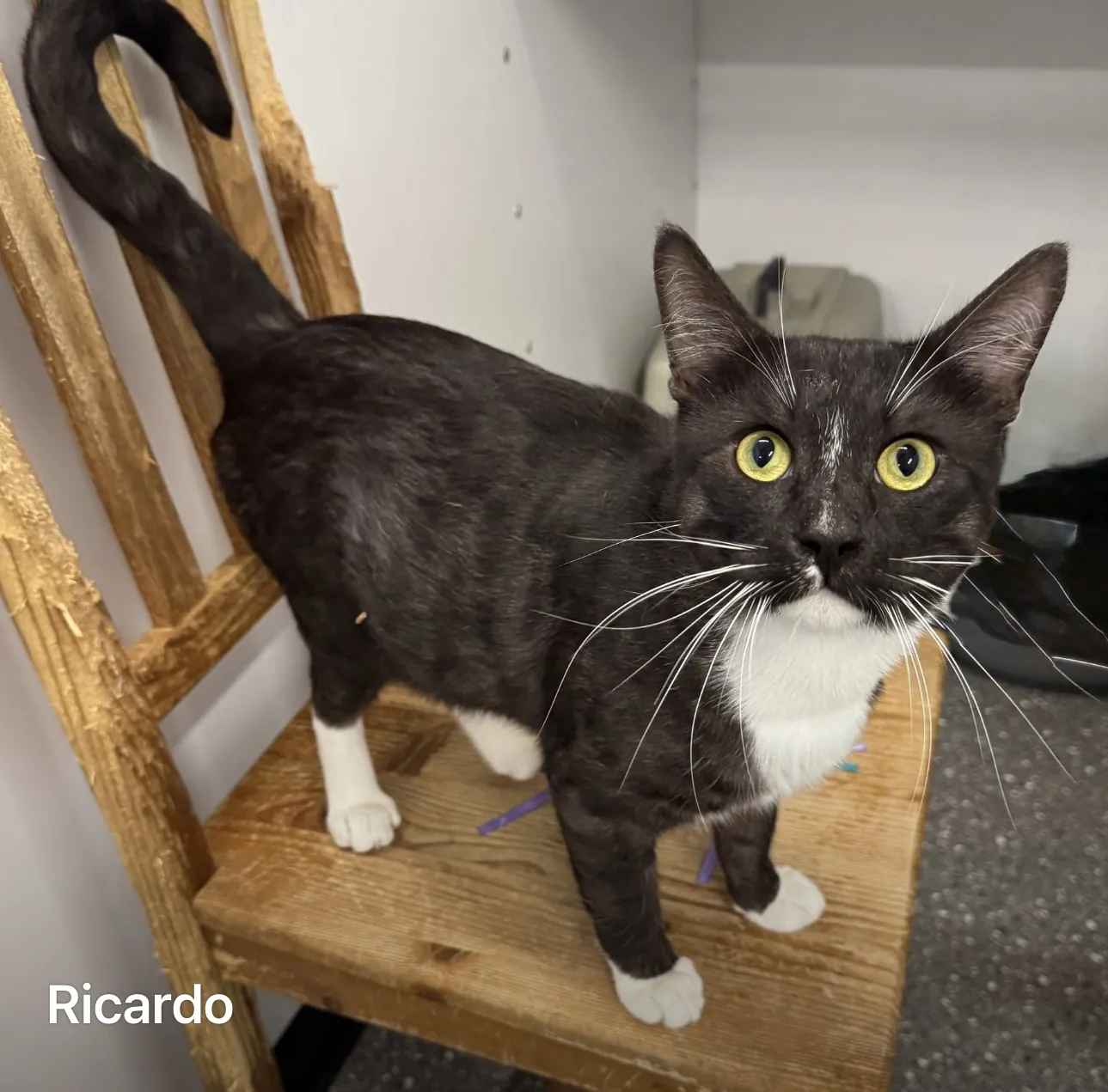 Ricardo – Photo 1 of 1