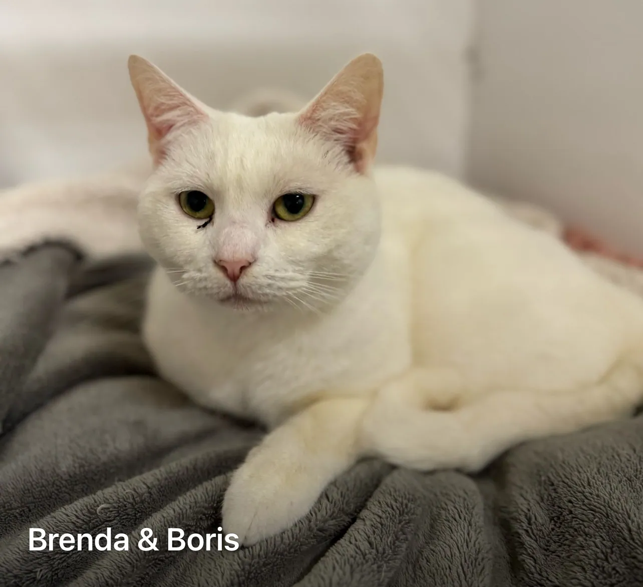 Brenda & Boris – Photo 1 of 1