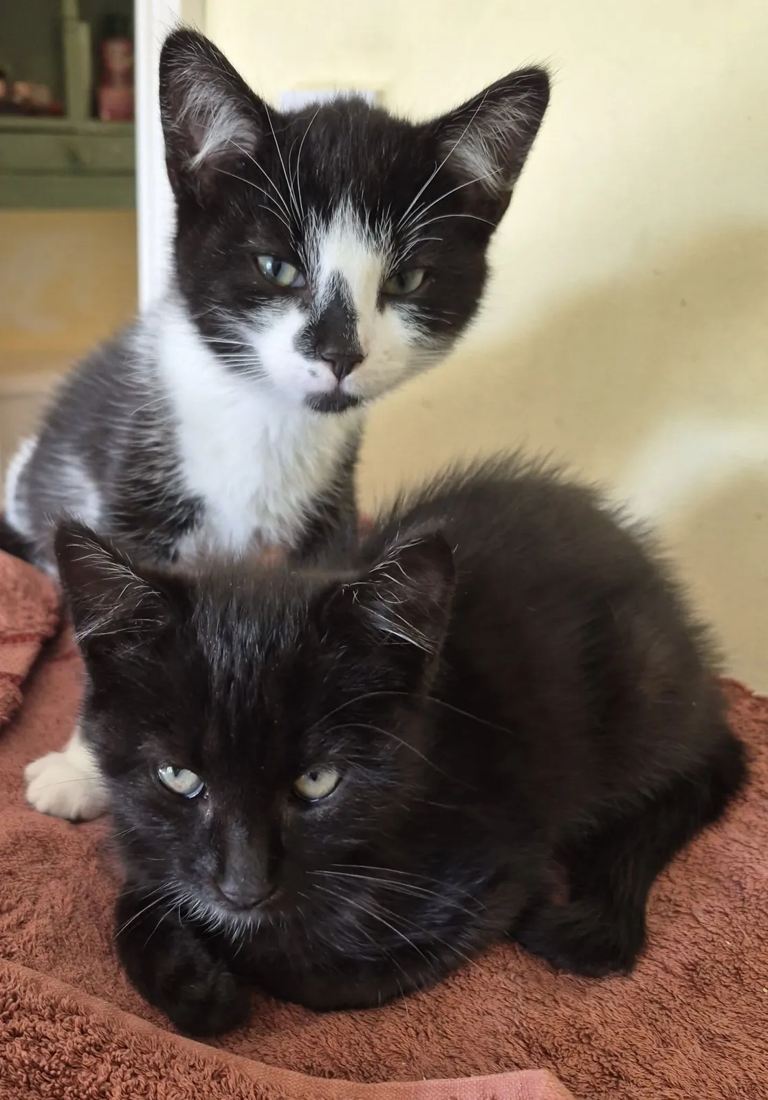 Unnamed Cat – Photo 1 of 1