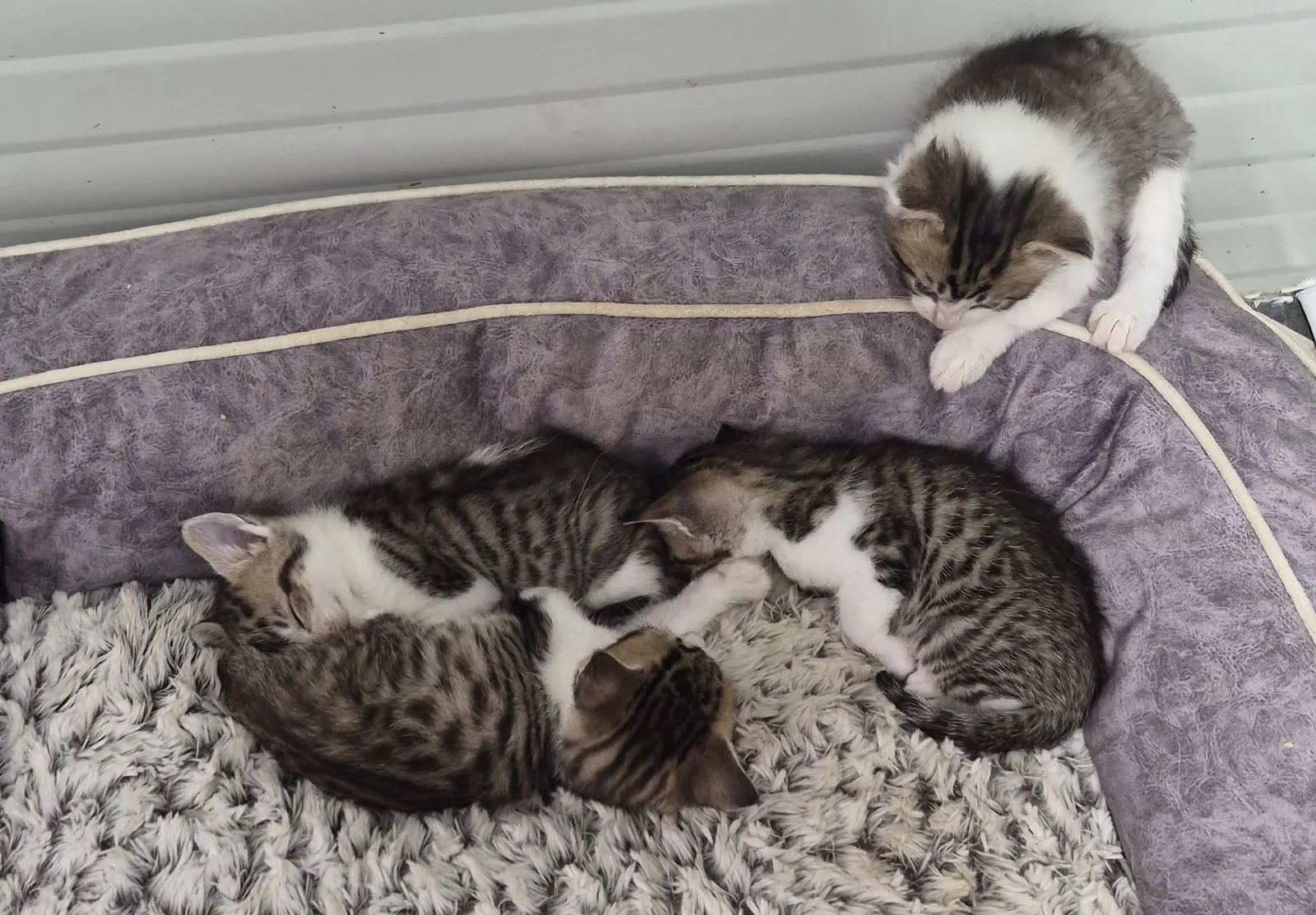 Litter of 5 (Cat) – Photo 1 of 5
