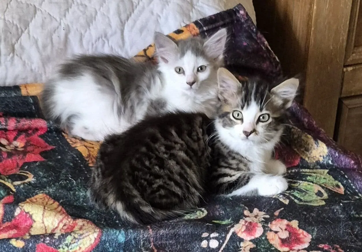 Ivy and Snowflake – Photo 1 of 1