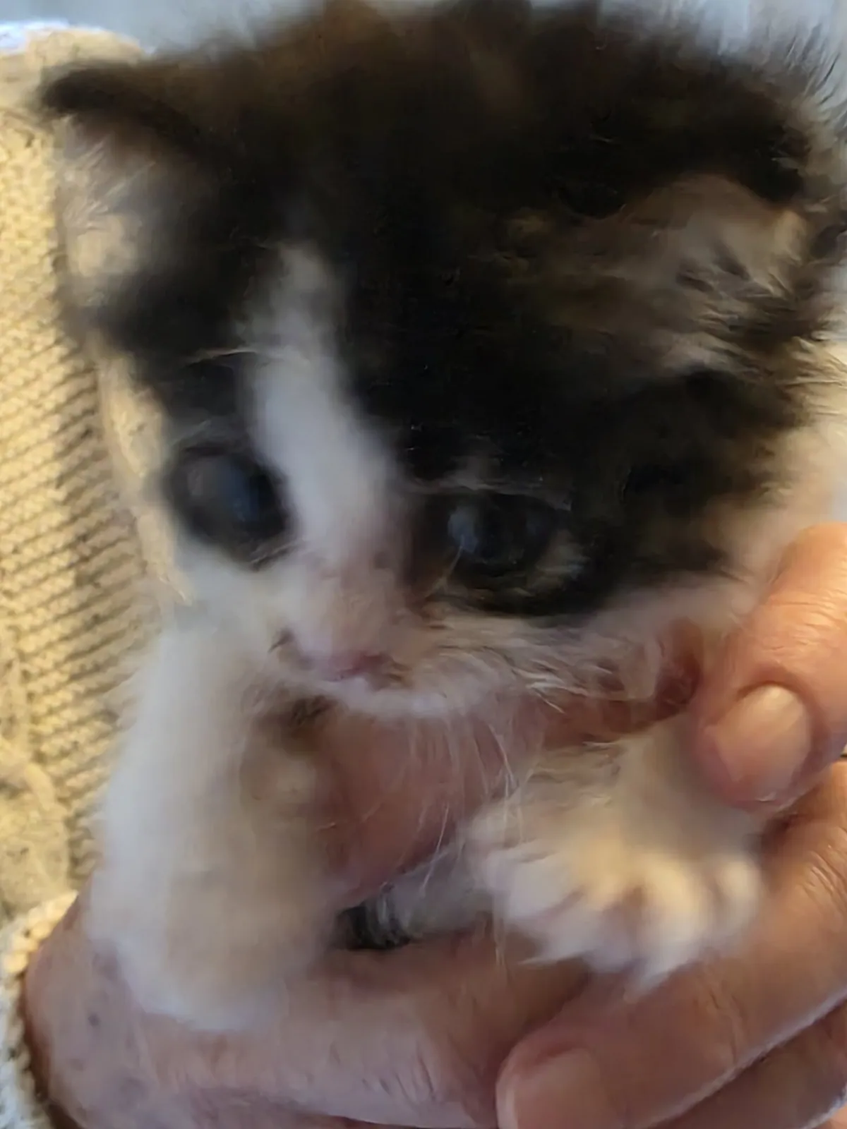 Litter of 5 (Cat) – Photo 1 of 4
