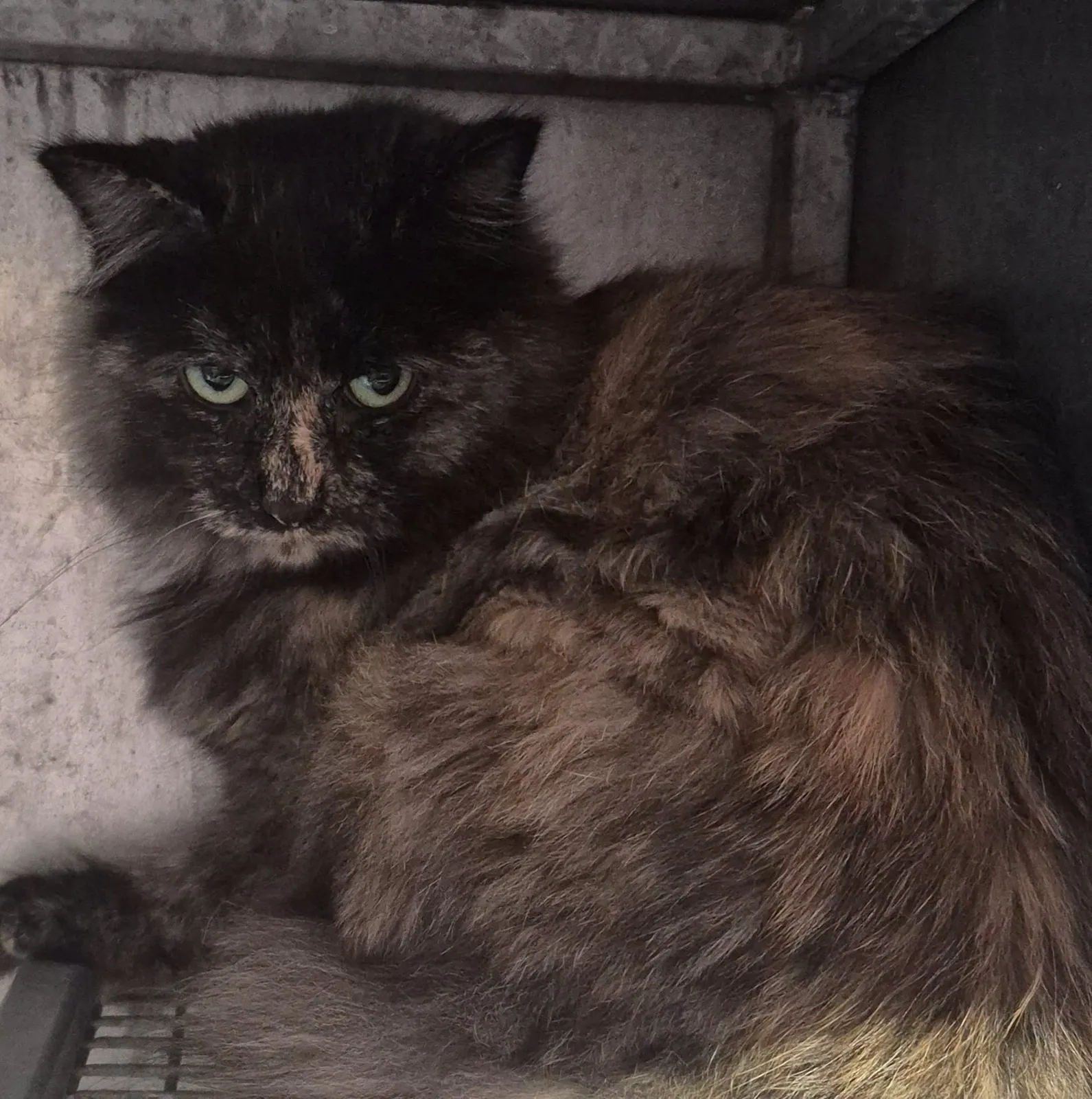 Unnamed Cat – Photo 1 of 1