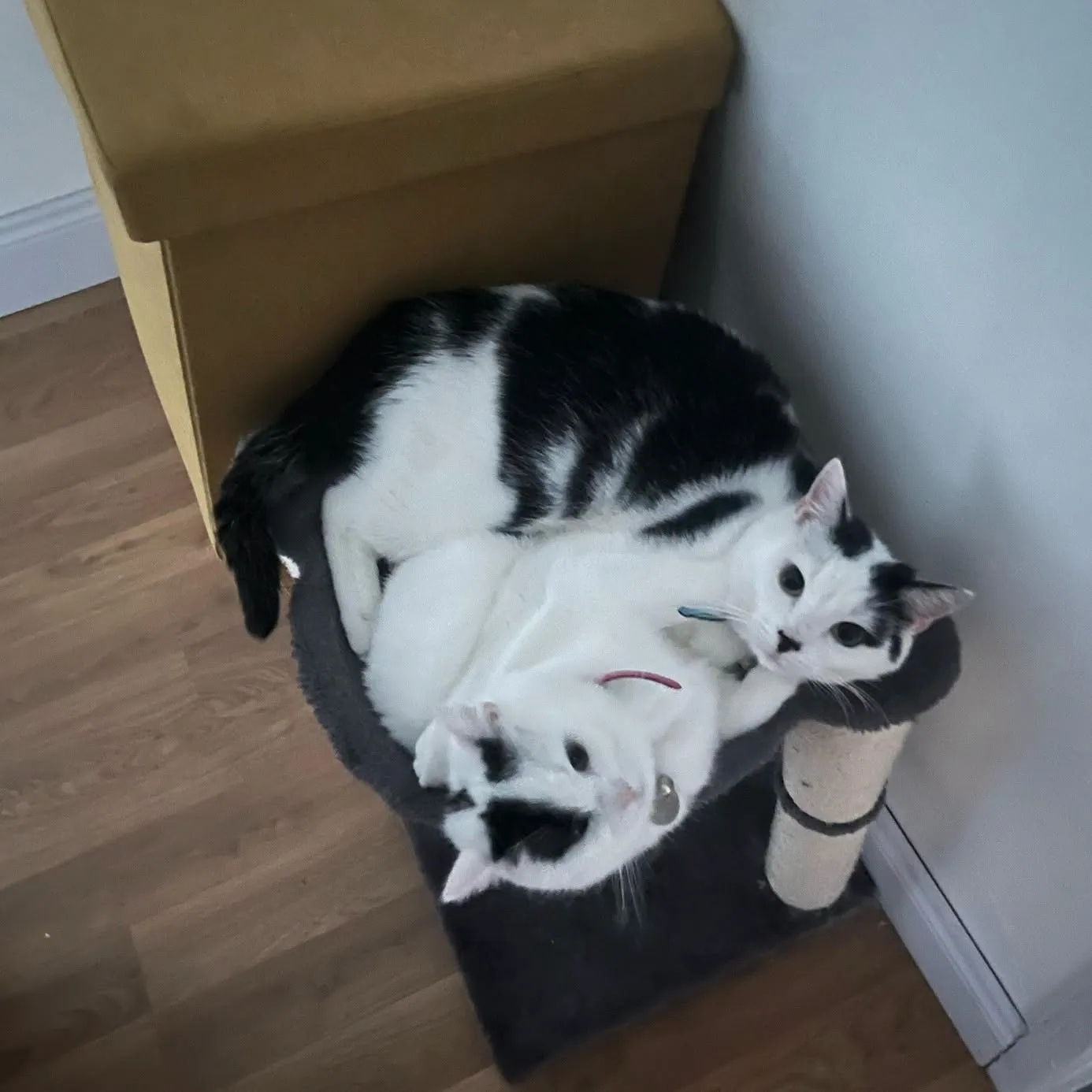 Kitty – Photo 1 of 3