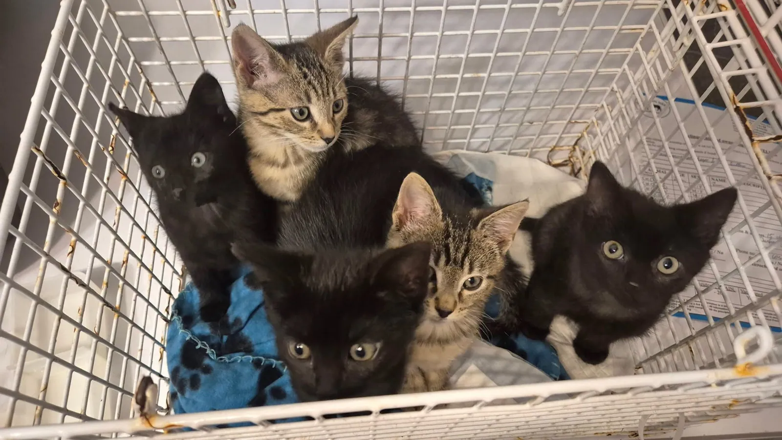 Litter of 5 (Cat) – Photo 1 of 5