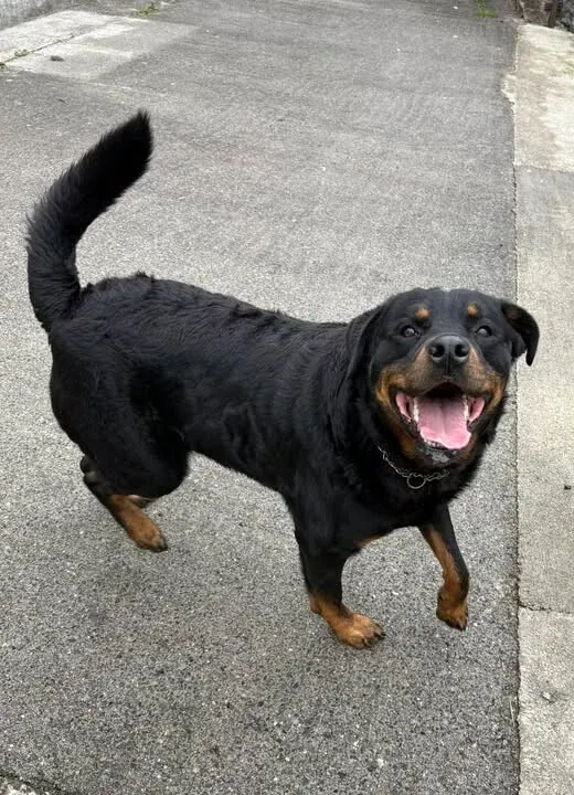 Archie – Photo 1 of 1
