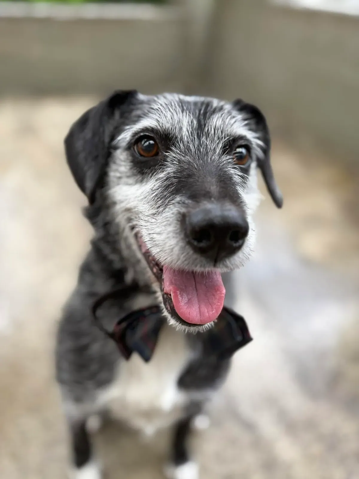 Riley – Photo 1 of 1