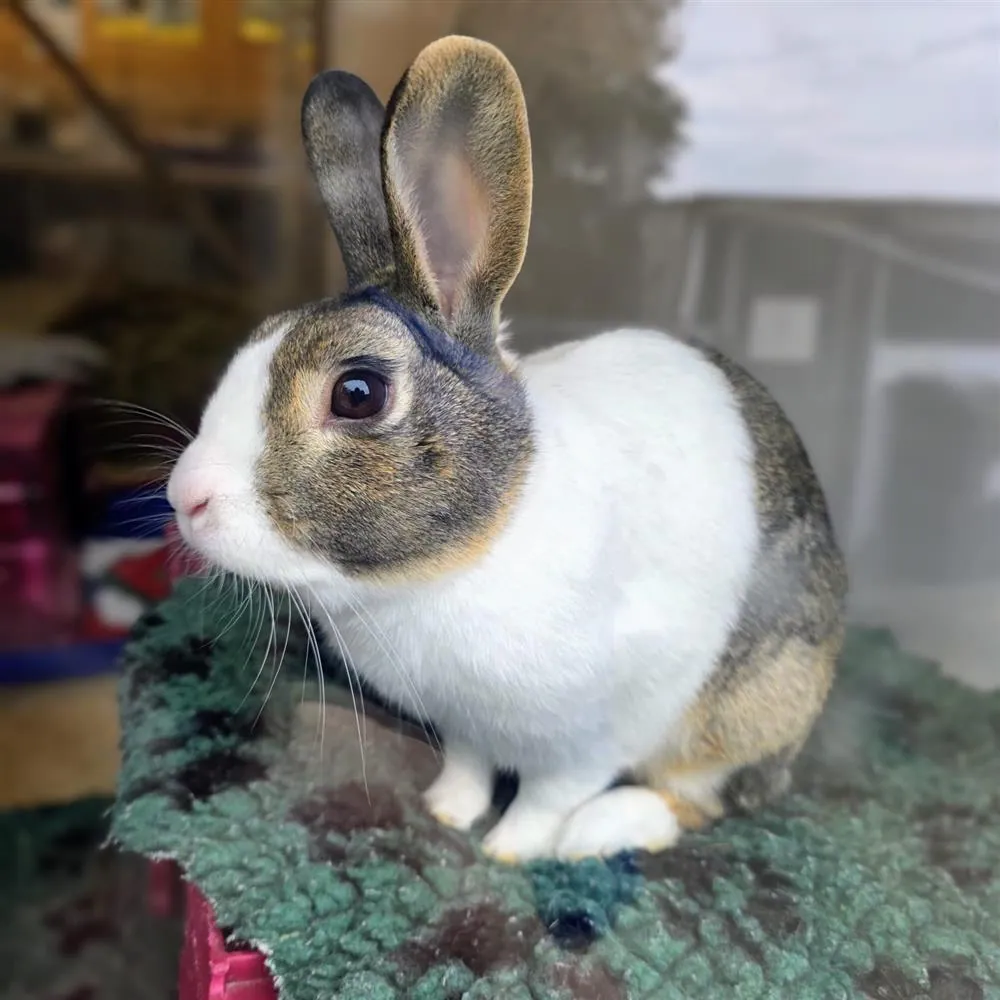 Coco – Photo 1 of 1