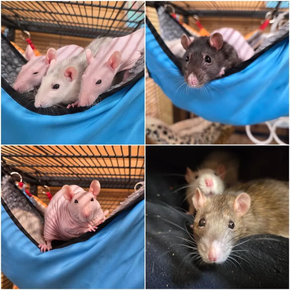 Rose, Lily, Clover, Isla & Skye