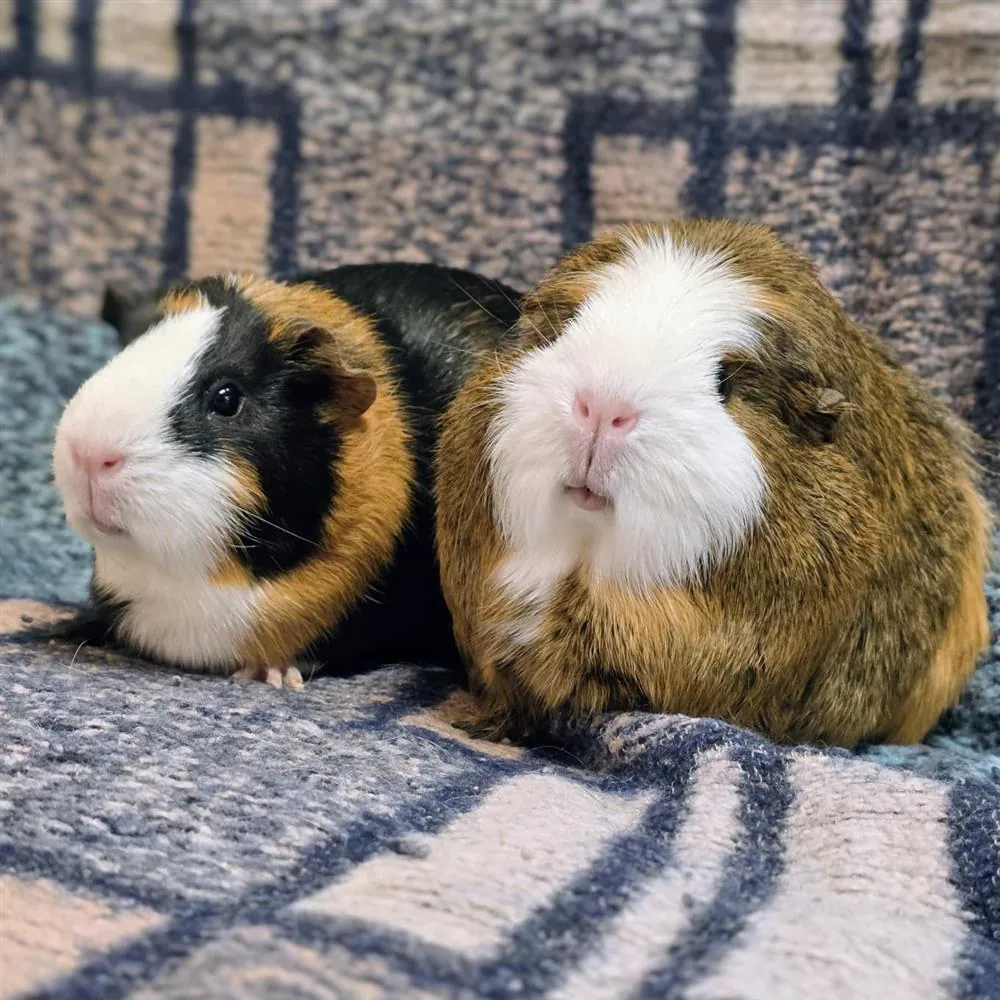Pink & Panther
