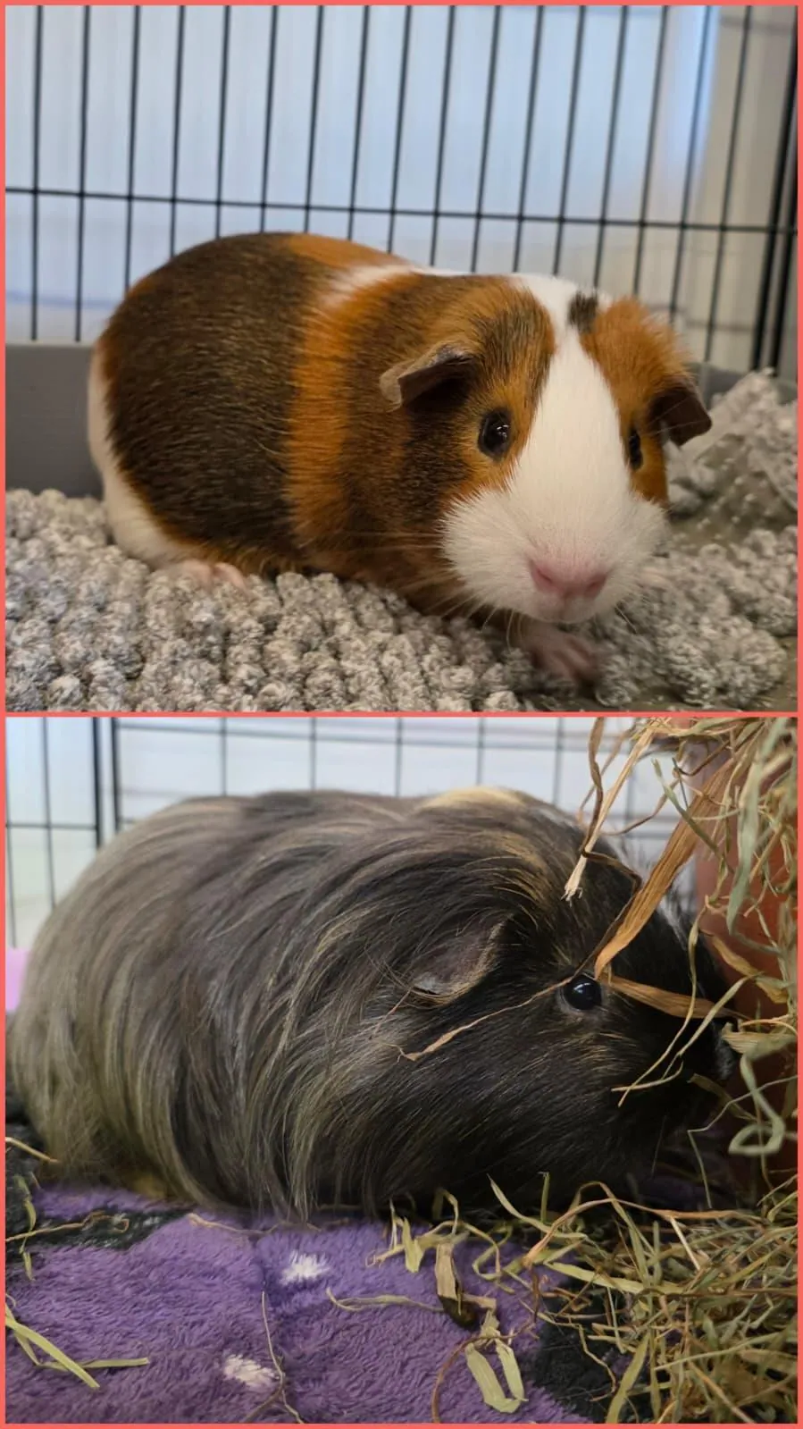 Peanut & Butter – Photo 1 of 2
