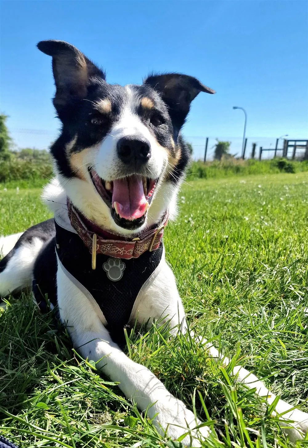 Wee Max – Photo 1 of 1