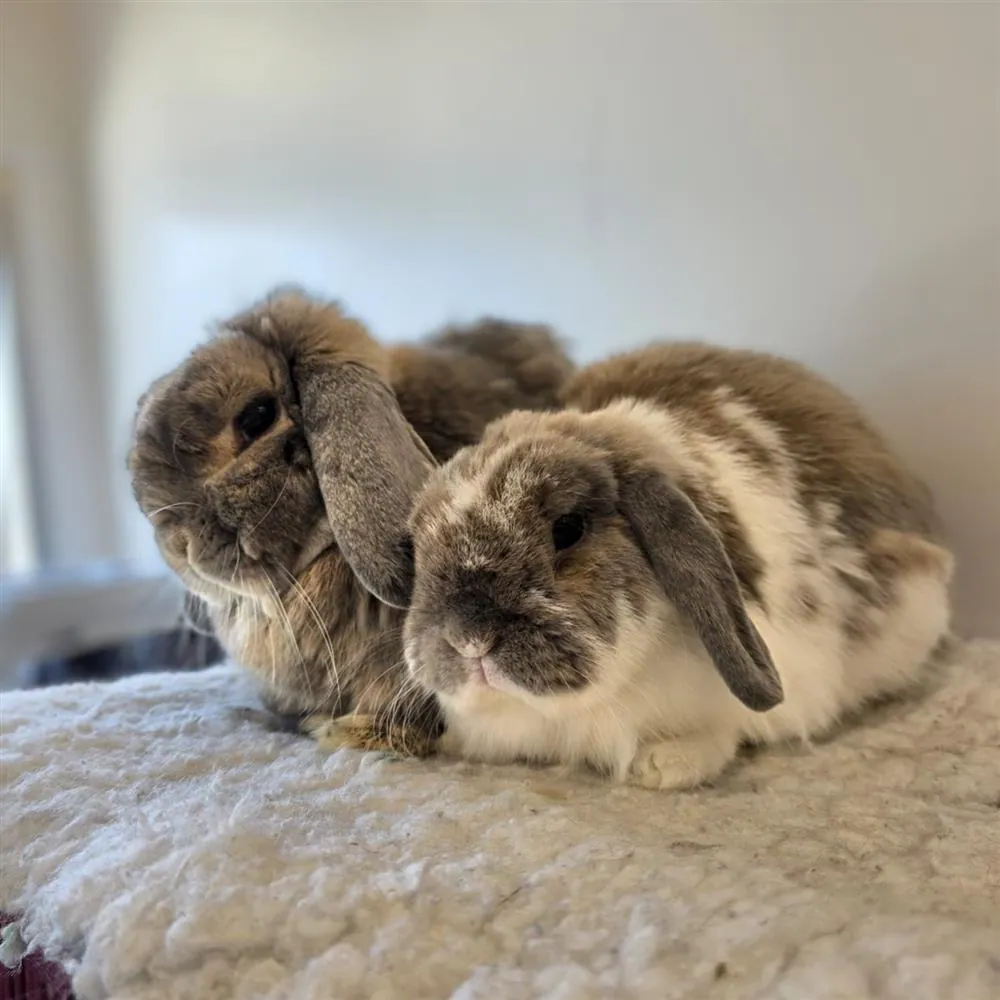 Zola & Blue – Photo 1 of 1