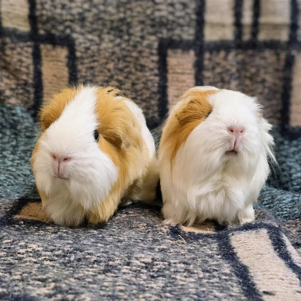 Pip & Salmon