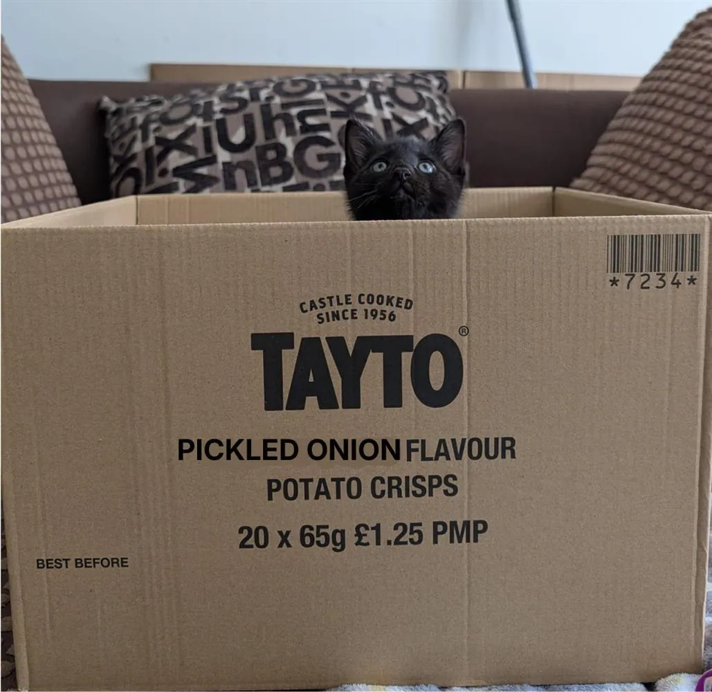 Pickled Onion – Photo 1 of 1