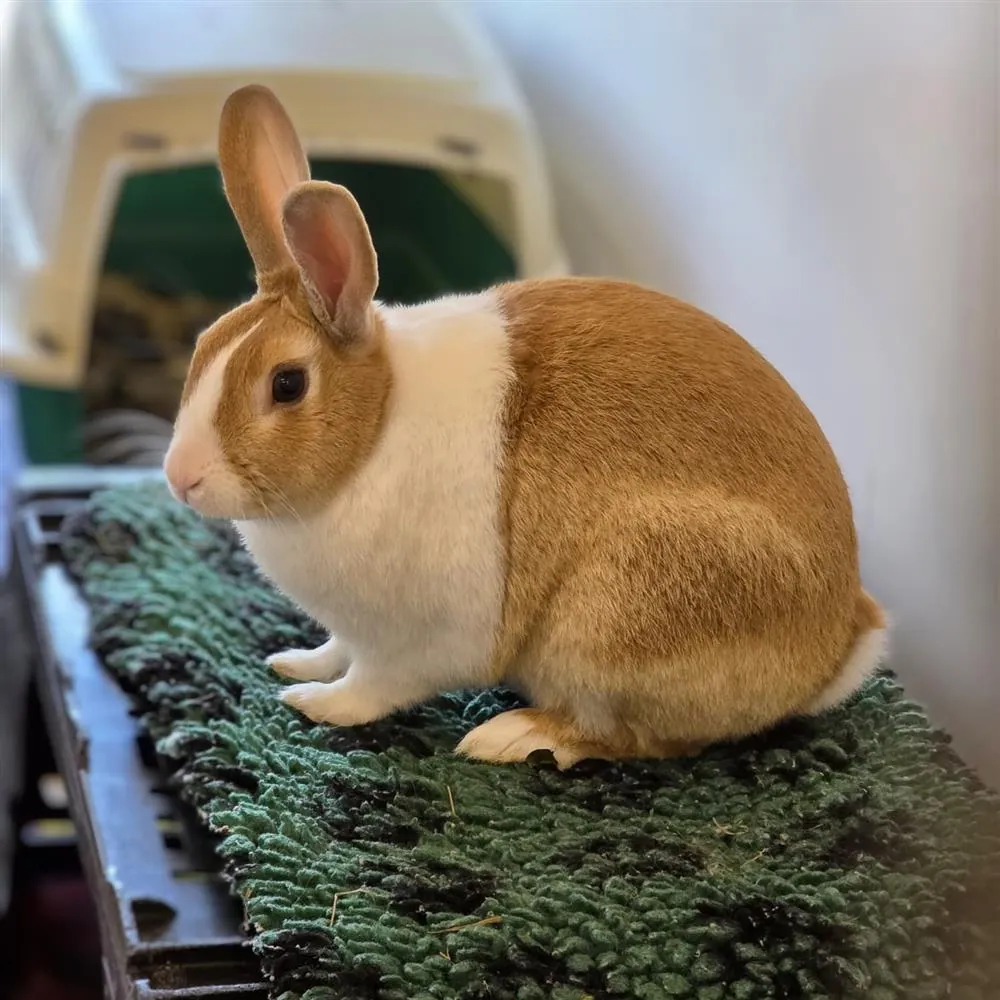 Biscuit – Photo 1 of 1