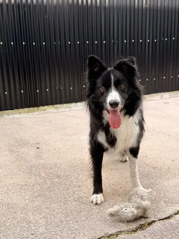 Bandit