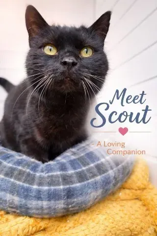 Scout – Photo 1 of 1