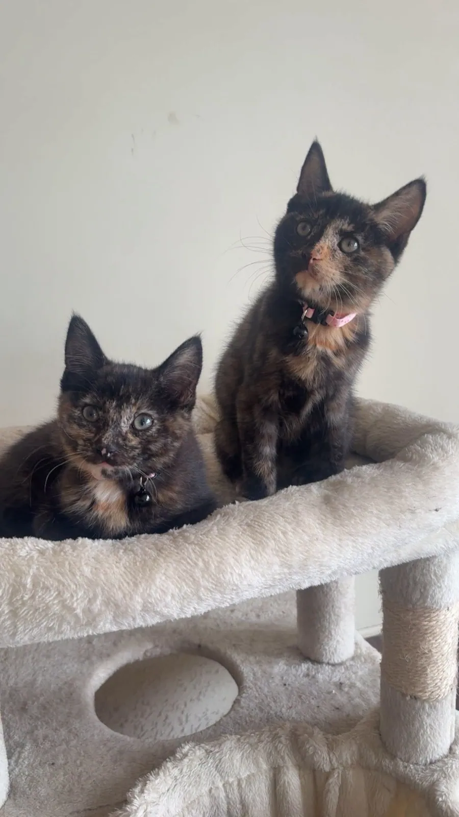 Pair of 2 (Cat) – Photo 1 of 1