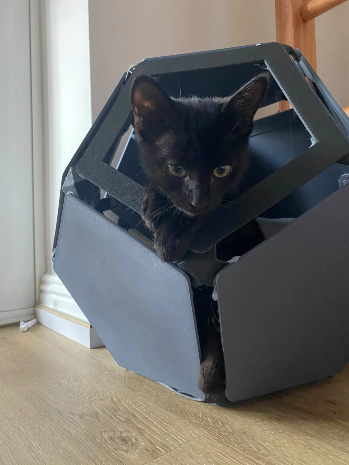 Gizmo – Photo 1 of 2