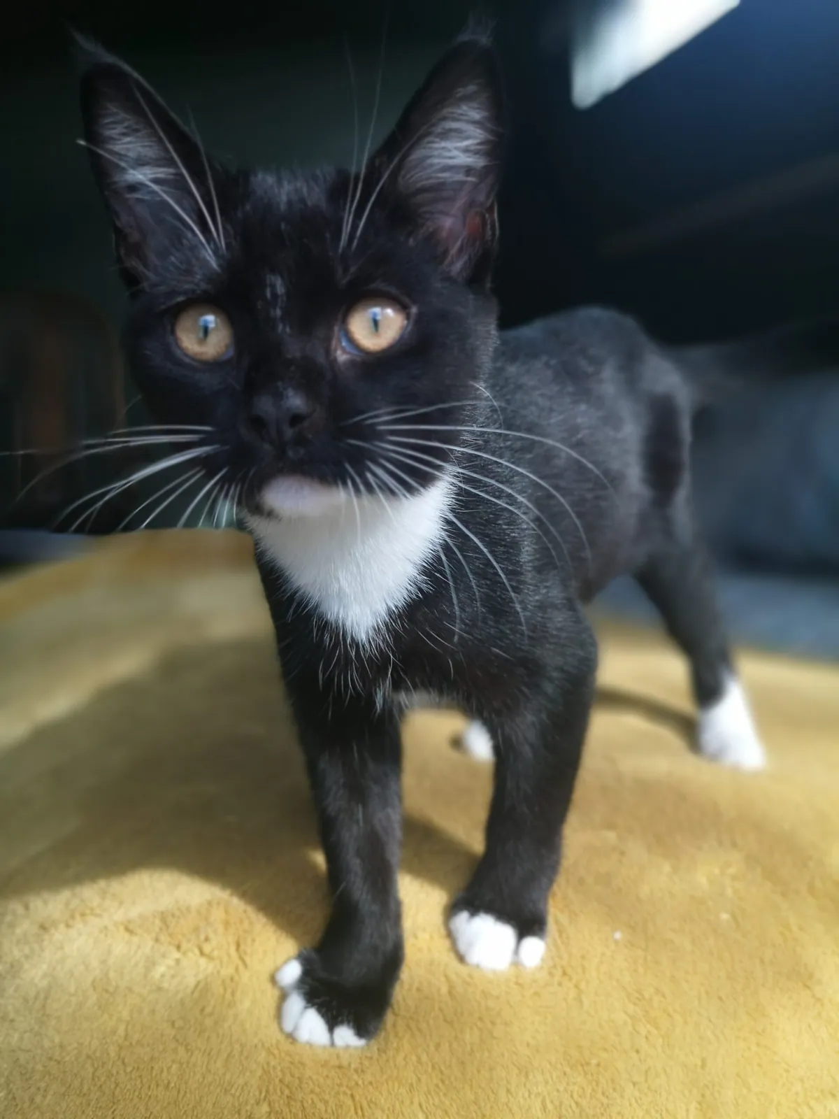 Ginny – Photo 1 of 2