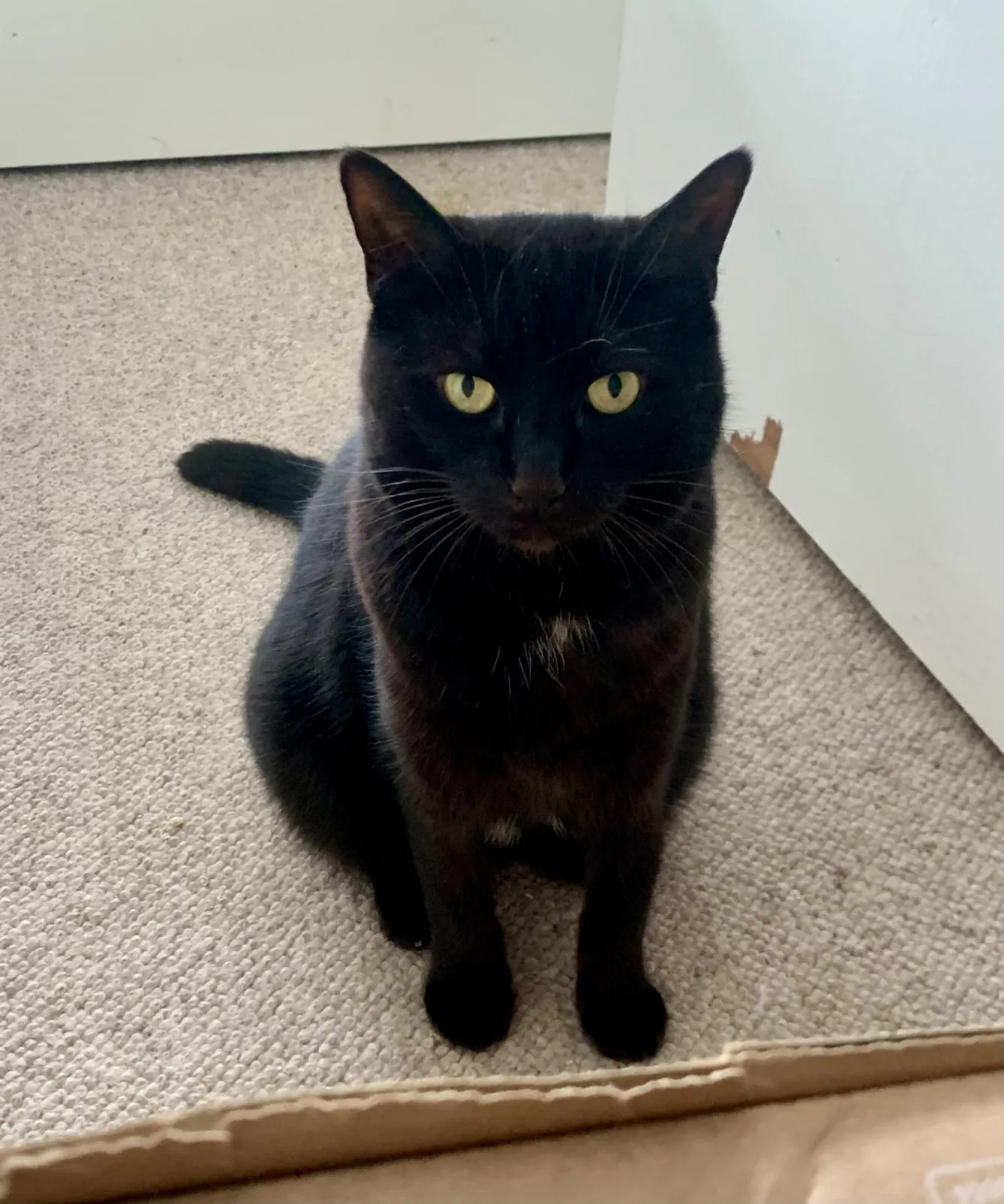 Roxie – Photo 1 of 1
