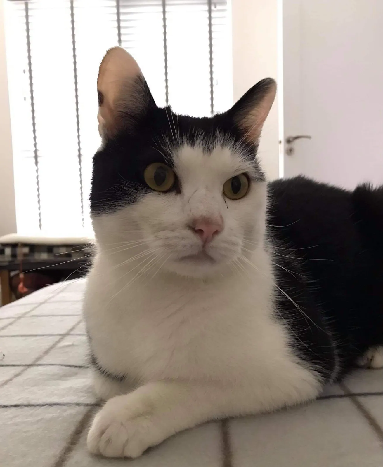 Toby – Photo 1 of 4