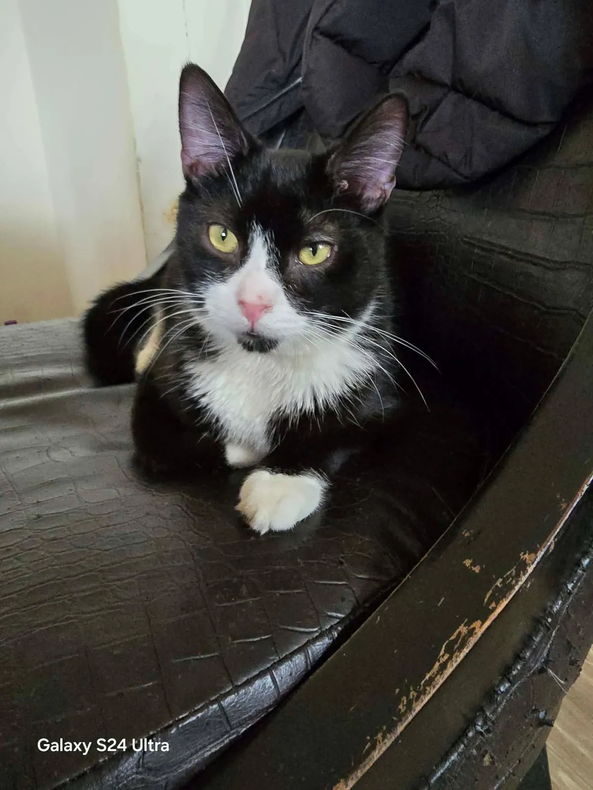 Oliver – Photo 1 of 2