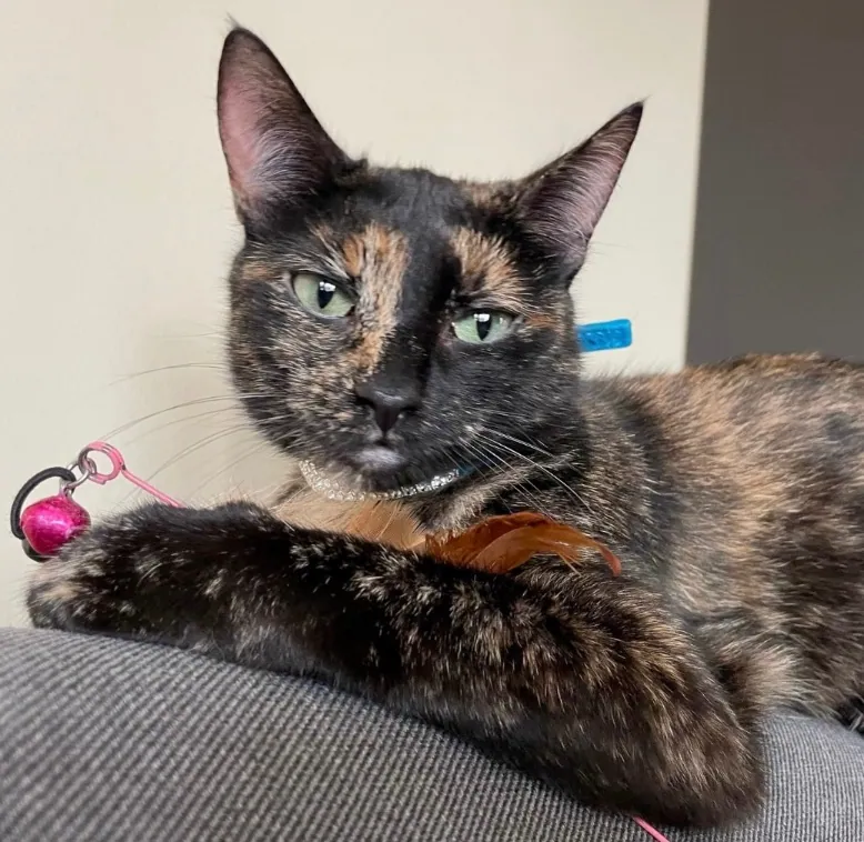 Nala – Photo 1 of 4