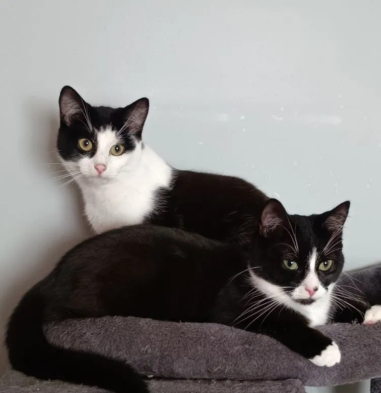 Tucker and ShuShu – Photo 1 of 10
