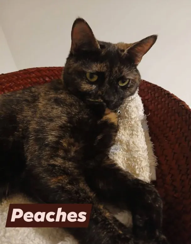 Peaches – Photo 1 of 2