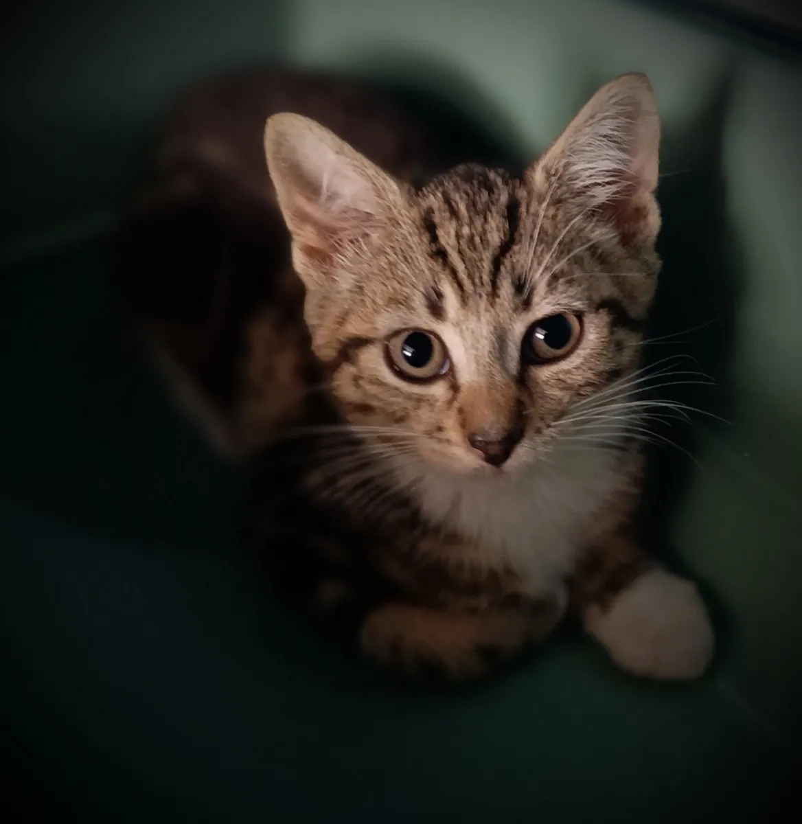 Dickory (not a lap kitten just yet) – Photo 1 of 2