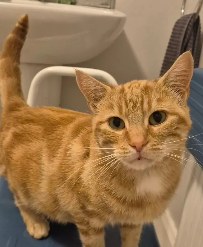 Basil