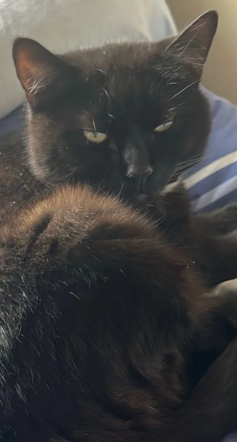 Sooty – Photo 1 of 3