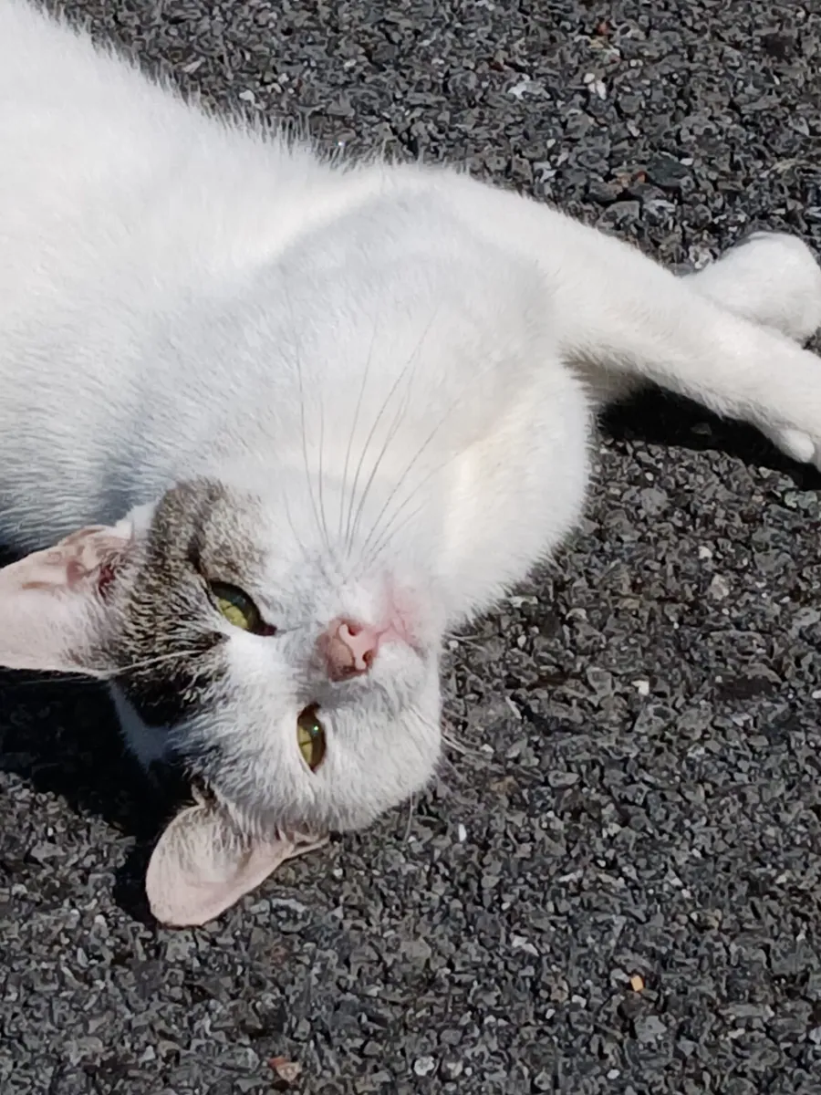 Rosie and her kitten – Photo 1 of 4