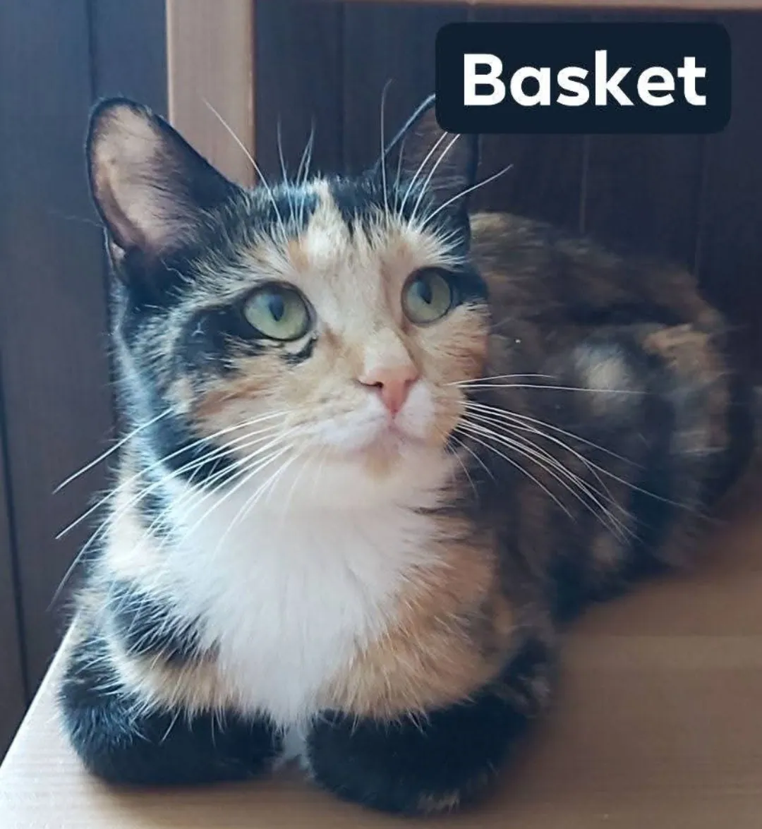 Basket – Photo 1 of 3