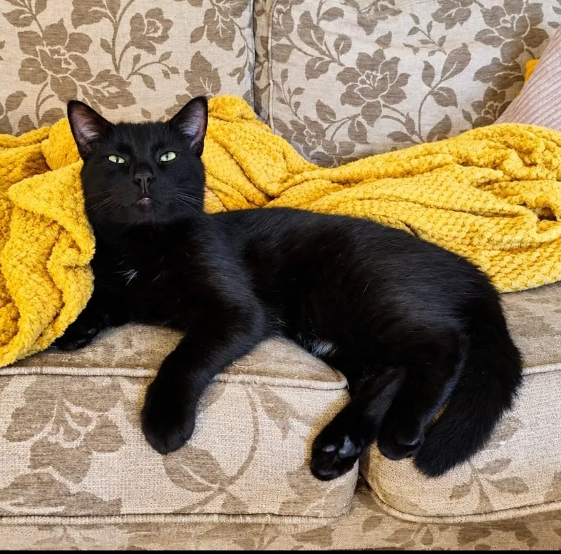 Marvin – Photo 1 of 2