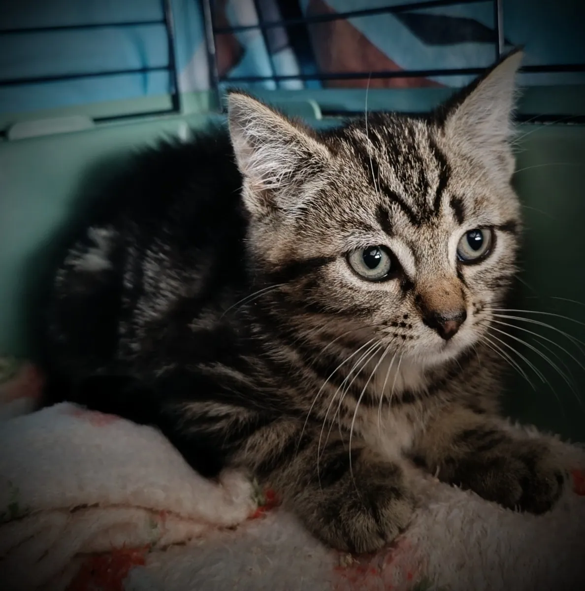 Doc (not a lap kitten just yet) – Photo 1 of 1