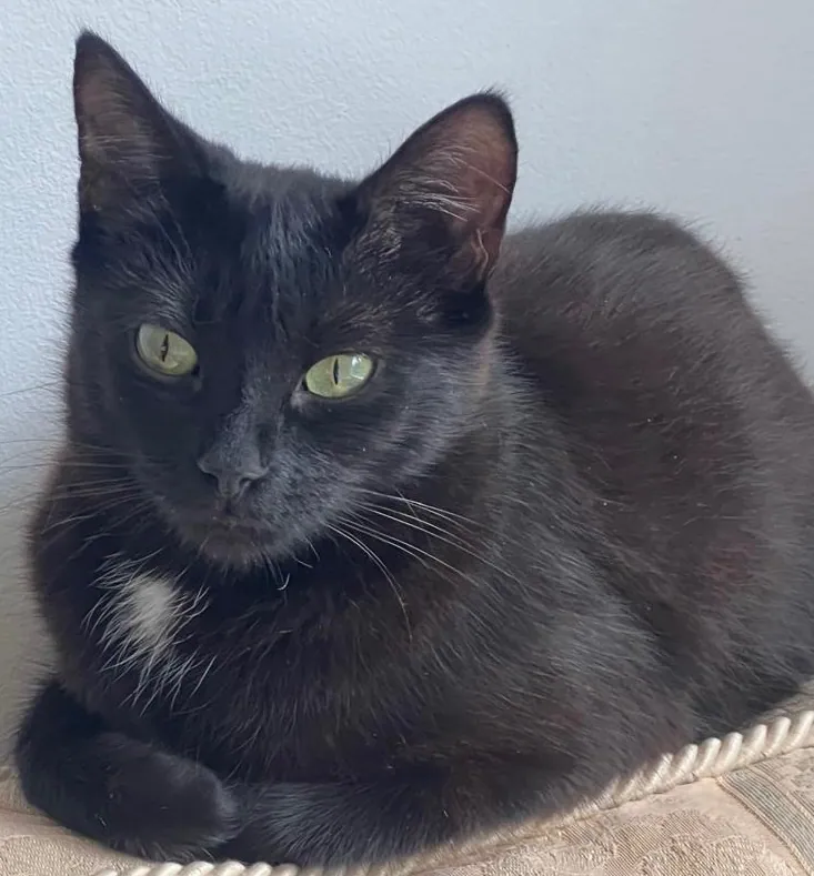 Pepper – Photo 1 of 1