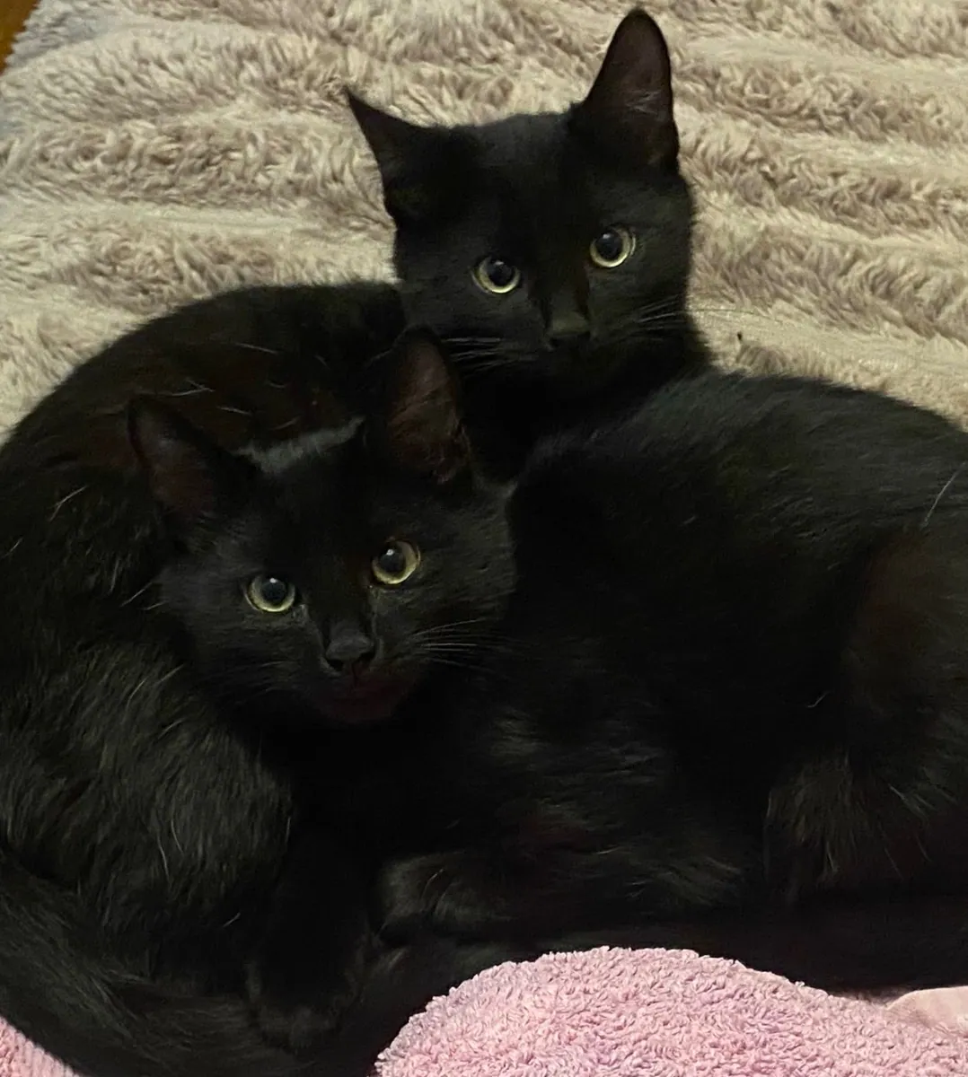 Monty and Winston