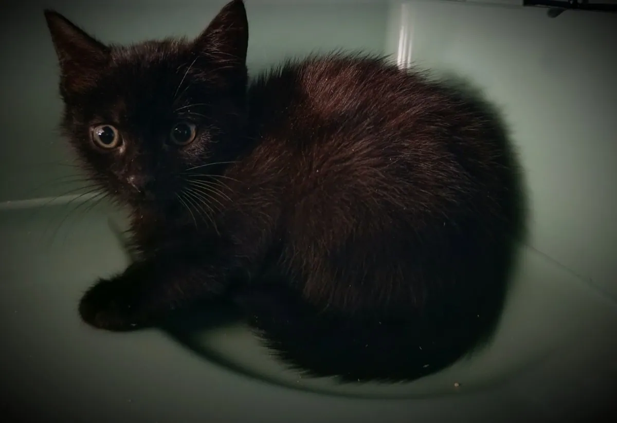 Hickory (not a lap kitten just yet) – Photo 1 of 2